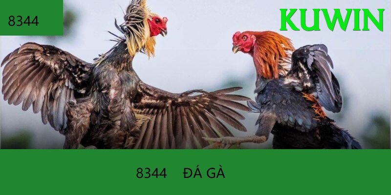 Đá Gà Trực Tiếp - kuwin - Thế giới ảo